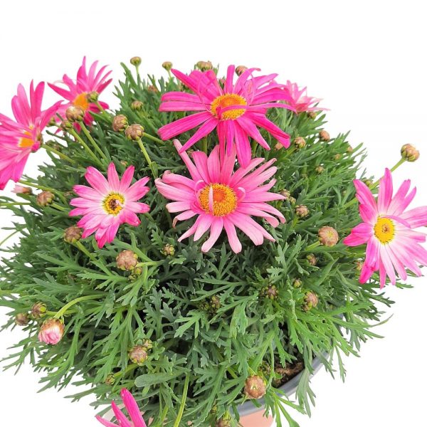 Margareta Argyranthemum Grecia