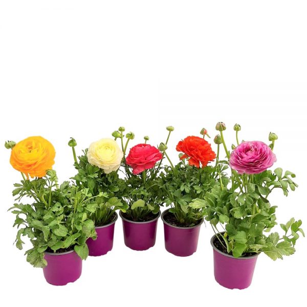 Ranunculus