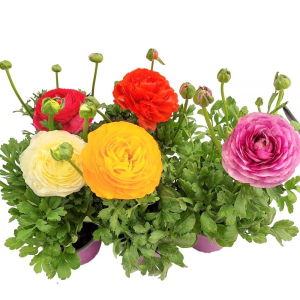 Ranuculus