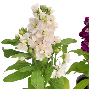 Matthiola Violeta Grecia