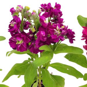 Matthiola Violeta Grecia