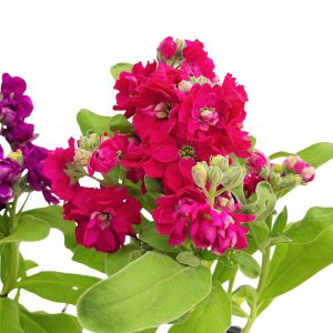 Matthiola Violeta Grecia