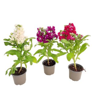 Matthiola Violeta Grecia