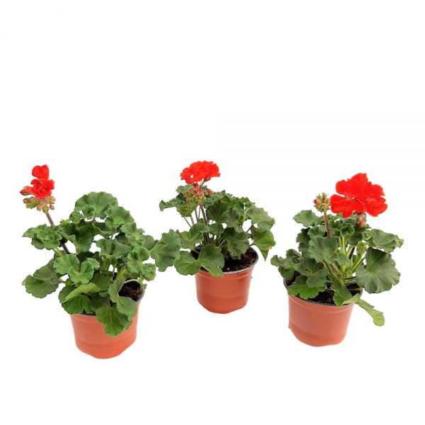 Muscate Zonale Pelargonium