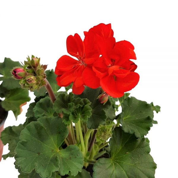 Muscate Zonale Pelargonium