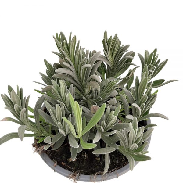 Lavandula - Lavanda Grecia D13