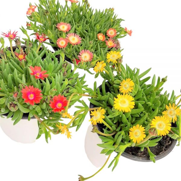 Delosperma - Floare de cristal