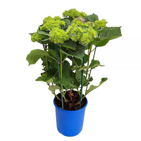 Hortensie - Grecia