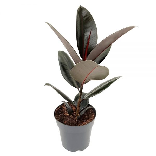 Ficus Abidjan