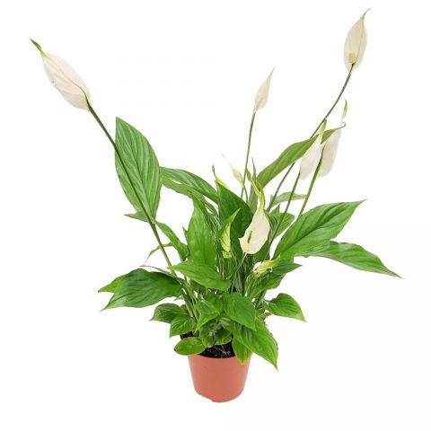 Spathiphyllum Alana, Crinul de pace, flori albe elegante