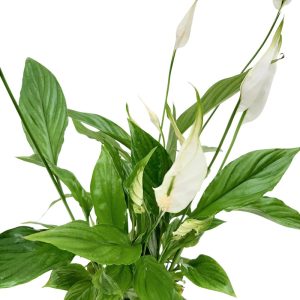Spathiphyllum Alana