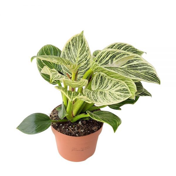 Philodendron Birkin D 12