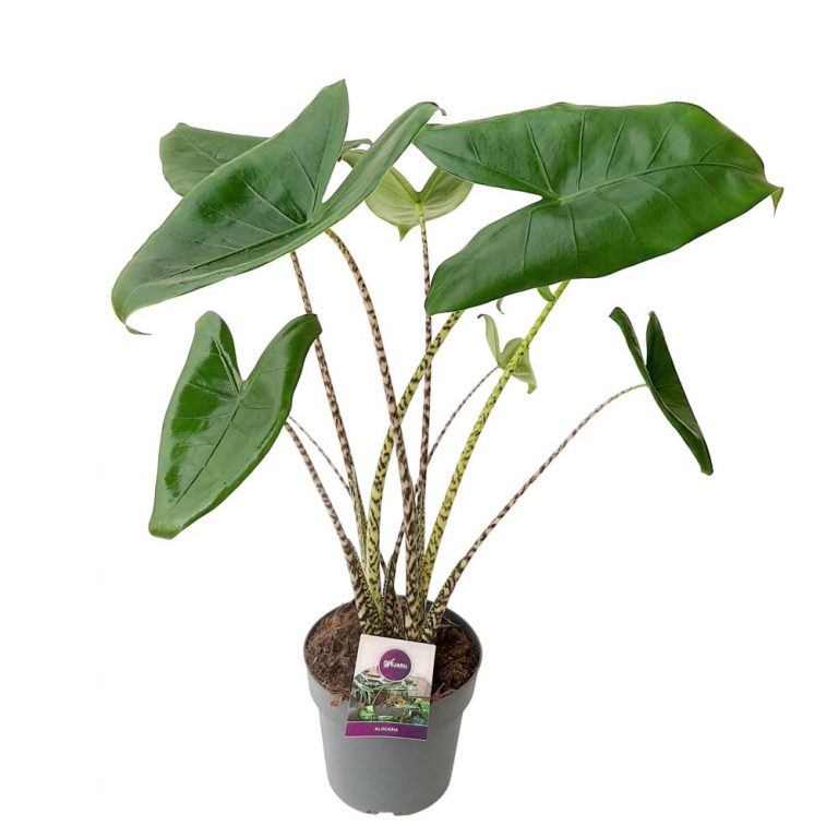 Alocasia Zebrina