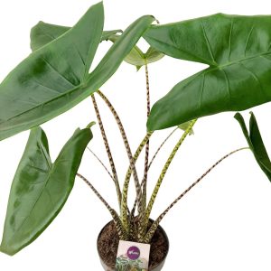 Alocasia Zebrina