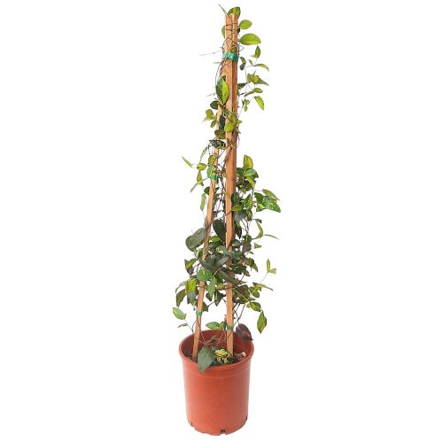 Trachelospermum -Iasomie Tricolor Grecia D21