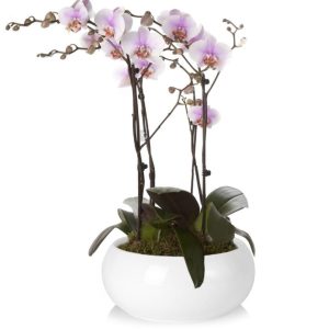 Platou Bombat alb lucios