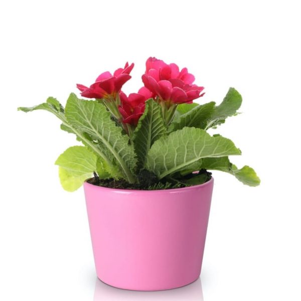 Ghiveci ceramica conic lilia 12 cm