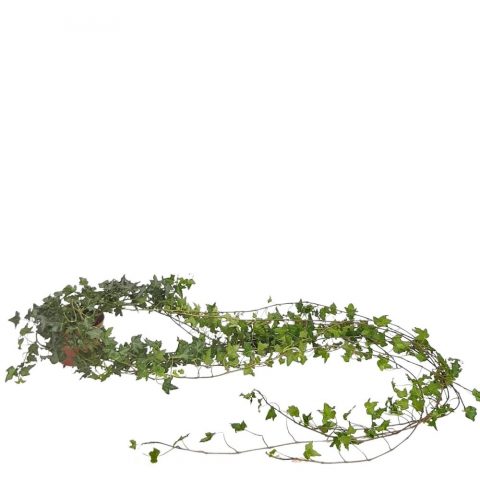 Hedera - iederă de interior, frunziș verde curgător