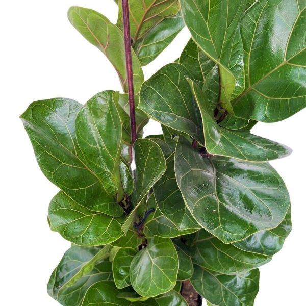 Ficus Lyrata Ramificat