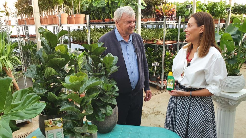 FICUS LYRATA, PLANTA CU FRUNZE IN FORMA DE LIRA