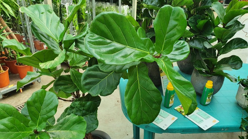 FICUS LYRATA, PLANTA CU FRUNZE IN FORMA DE LIRA