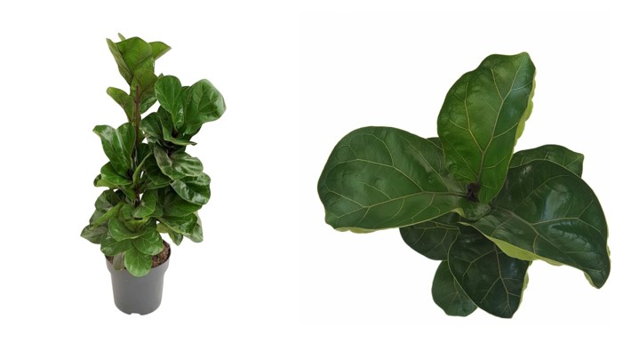 FICUS LYRATA, PLANTA CU FRUNZE IN FORMA DE LIRA