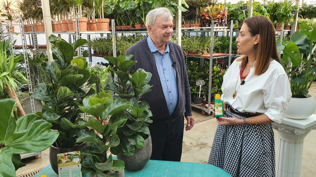 FICUS LYRATA, PLANTA CU FRUNZE IN FORMA DE LIRA