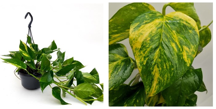 epipremnum aureum 2