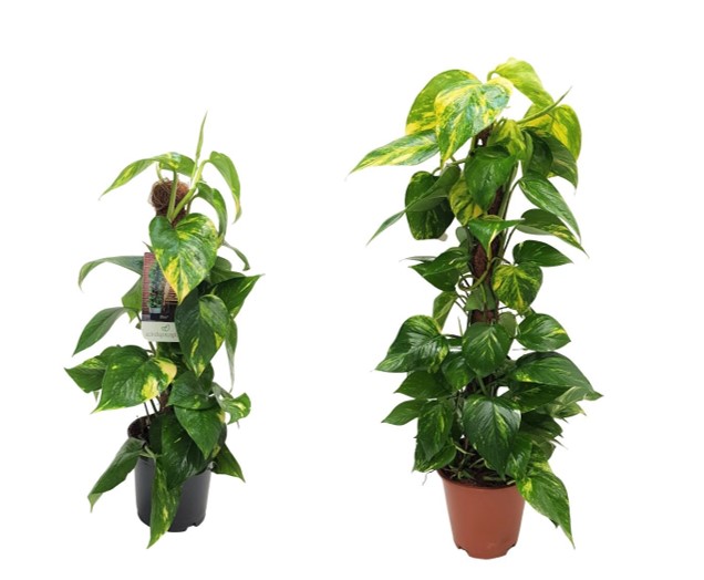 epipremnum aureum 3