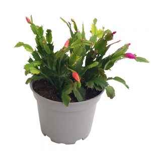 Craciunica Schlumbergera mix
