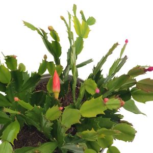 Craciunica Schlumbergera mix