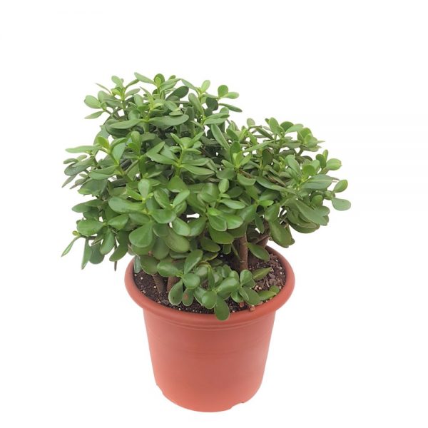 Crassula Ovata - Copacul cu bani Grecia 55 cm