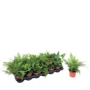 Nephrolepis mix de sortimente