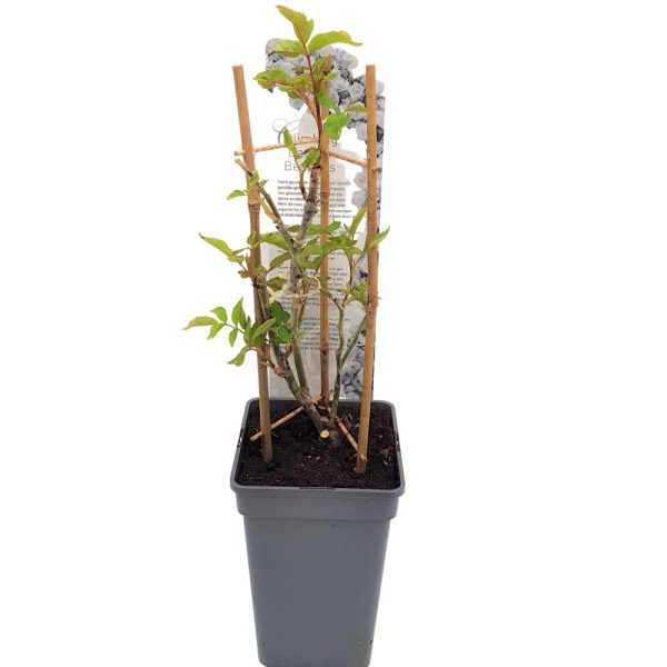 Rosa Garden - Trandafiri cataratori