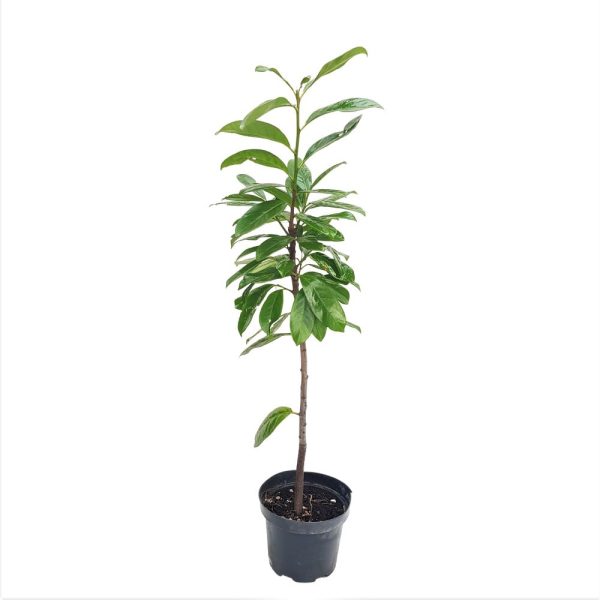 Prunus Laurocerasus D17