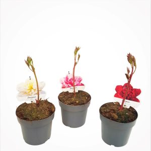 Paeonia Hybrid - Bujor in ghiveci
