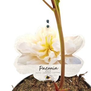 Paeonia Hybrid - Bujor in ghiveci