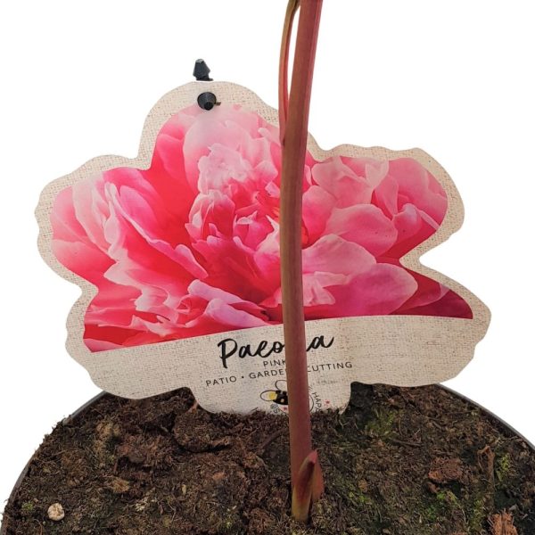 Paeonia Hybrid - Bujor in ghiveci