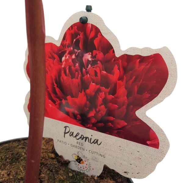 Paeonia Hybrid - Bujor in ghiveci