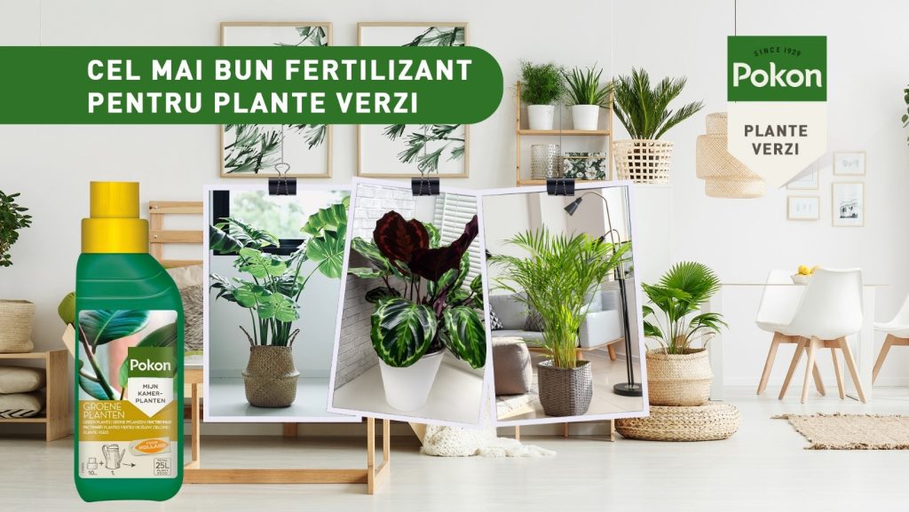 POKON FERTILIZANT LICHID PENTRU PLANTE VERZI SI PALMIERI 1