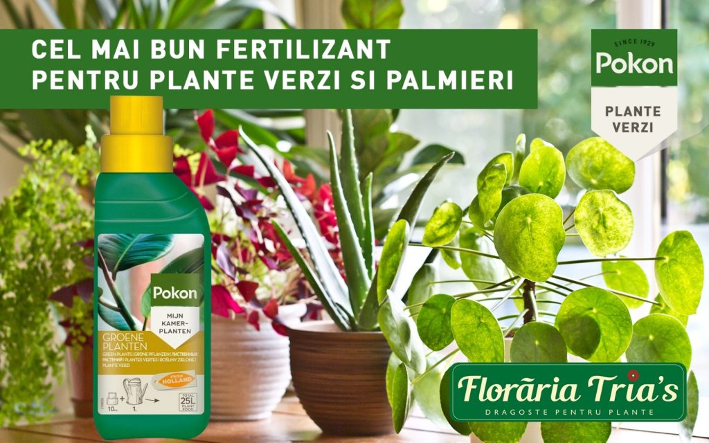 POKON FERTILIZANT LICHID PENTRU PLANTE VERZI SI PALMIERI 2