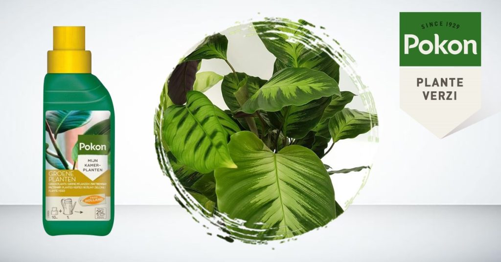 POKON FERTILIZANT LICHID PENTRU PLANTE VERZI SI PALMIERI 4