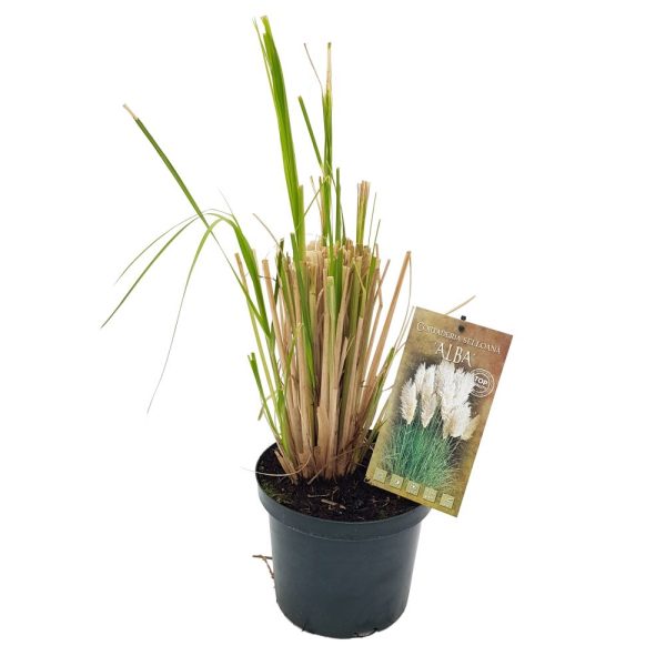 Cortaderia Iarba de pampas