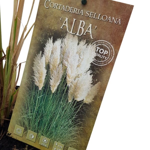 Cortaderia Iarba de pampas