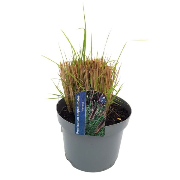 Cortaderia Iarba de pampas