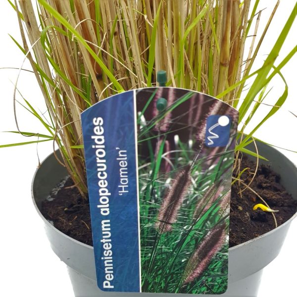 Cortaderia Iarba de pampas