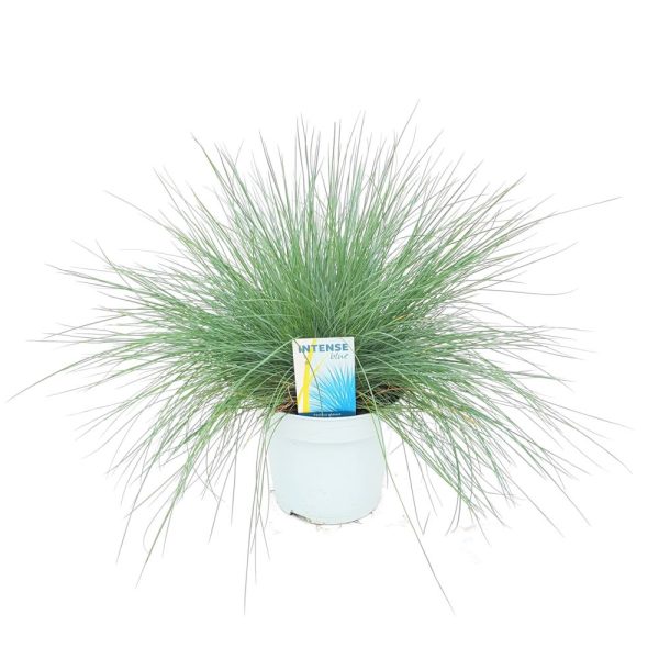 Festuca