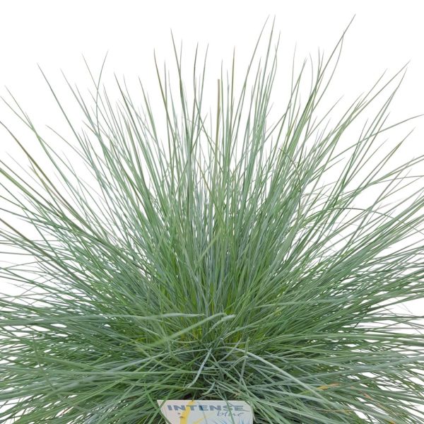 Festuca