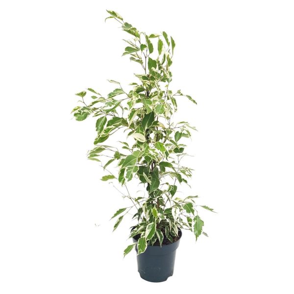 Ficus Benjamin bicolor Twilight D 14