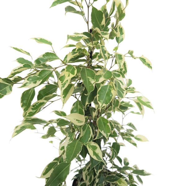 Ficus Benjamin bicolor Twilight D 14
